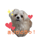 とあるおウチのAとP（個別スタンプ：4）