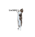 moco the cat. 2（個別スタンプ：2）