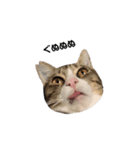 moco the cat. 2（個別スタンプ：10）