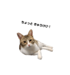 moco the cat. 2（個別スタンプ：13）