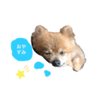 ポメラニアンりんたんのカラフルな日常（個別スタンプ：3）