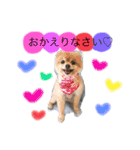 ポメラニアンりんたんのカラフルな日常（個別スタンプ：10）