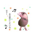 ポメラニアンりんたんのカラフルな日常（個別スタンプ：24）
