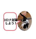 猫が教えるコロナ下に便利スタンプ（個別スタンプ：14）