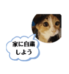 猫が教えるコロナ下に便利スタンプ（個別スタンプ：15）