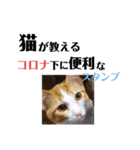 猫が教えるコロナ下に便利スタンプ（個別スタンプ：16）