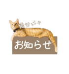 茶トラとサビミケの可愛い猫ちゃんスタンプ（個別スタンプ：10）