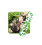 茶トラとサビミケの可愛い猫ちゃんスタンプ（個別スタンプ：19）