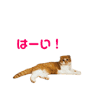 ぐぅとじゅじゅとくーたのゆるスタンプ（個別スタンプ：1）
