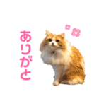 ぐぅとじゅじゅとくーたのゆるスタンプ（個別スタンプ：2）