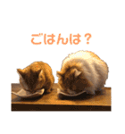 ぐぅとじゅじゅとくーたのゆるスタンプ（個別スタンプ：29）