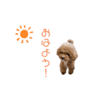 トイプードル「コタロウ」基本挨拶スタンプ（個別スタンプ：1）