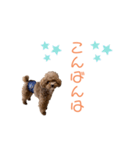 トイプードル「コタロウ」基本挨拶スタンプ（個別スタンプ：3）