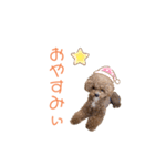 トイプードル「コタロウ」基本挨拶スタンプ（個別スタンプ：4）