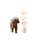 トイプードル「コタロウ」基本挨拶スタンプ（個別スタンプ：7）