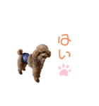 トイプードル「コタロウ」基本挨拶スタンプ（個別スタンプ：9）