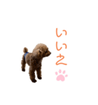 トイプードル「コタロウ」基本挨拶スタンプ（個別スタンプ：10）