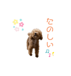 トイプードル「コタロウ」基本挨拶スタンプ（個別スタンプ：14）