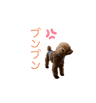 トイプードル「コタロウ」基本挨拶スタンプ（個別スタンプ：15）