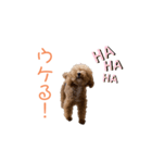 トイプードル「コタロウ」基本挨拶スタンプ（個別スタンプ：16）
