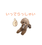 トイプードル「コタロウ」基本挨拶スタンプ（個別スタンプ：17）