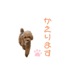 トイプードル「コタロウ」基本挨拶スタンプ（個別スタンプ：22）