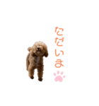 トイプードル「コタロウ」基本挨拶スタンプ（個別スタンプ：23）