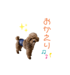 トイプードル「コタロウ」基本挨拶スタンプ（個別スタンプ：24）