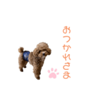 トイプードル「コタロウ」基本挨拶スタンプ（個別スタンプ：25）
