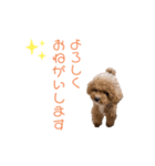 トイプードル「コタロウ」基本挨拶スタンプ（個別スタンプ：28）