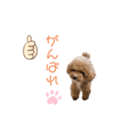 トイプードル「コタロウ」基本挨拶スタンプ（個別スタンプ：32）