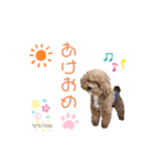 トイプードル「コタロウ」基本挨拶スタンプ（個別スタンプ：36）