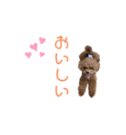 トイプードル「コタロウ」基本挨拶スタンプ（個別スタンプ：39）