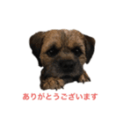 ダッシュするテリア達（個別スタンプ：2）