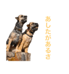ダッシュするテリア達（個別スタンプ：3）