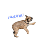 ダッシュするテリア達（個別スタンプ：6）