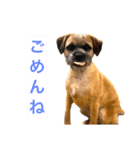 ダッシュするテリア達（個別スタンプ：7）