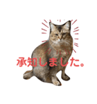 ニャンコの返事3（個別スタンプ：5）