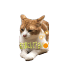 ニャンコの返事3（個別スタンプ：6）