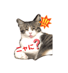 ニャンコの返事3（個別スタンプ：8）