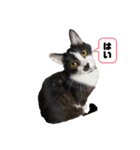 猫写真スタンプ☆9（個別スタンプ：1）