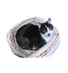 猫写真スタンプ☆9（個別スタンプ：4）