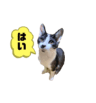 猫写真スタンプ☆9（個別スタンプ：5）