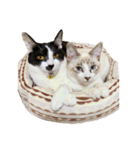 猫写真スタンプ☆9（個別スタンプ：6）