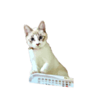猫写真スタンプ☆9（個別スタンプ：7）