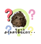 Australian Labradoodle Lutzの日常4（個別スタンプ：1）