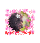 Australian Labradoodle Lutzの日常4（個別スタンプ：3）