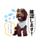 Australian Labradoodle Lutzの日常4（個別スタンプ：4）