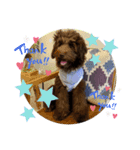 Australian Labradoodle Lutzの日常4（個別スタンプ：5）