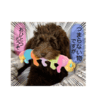 Australian Labradoodle Lutzの日常4（個別スタンプ：6）